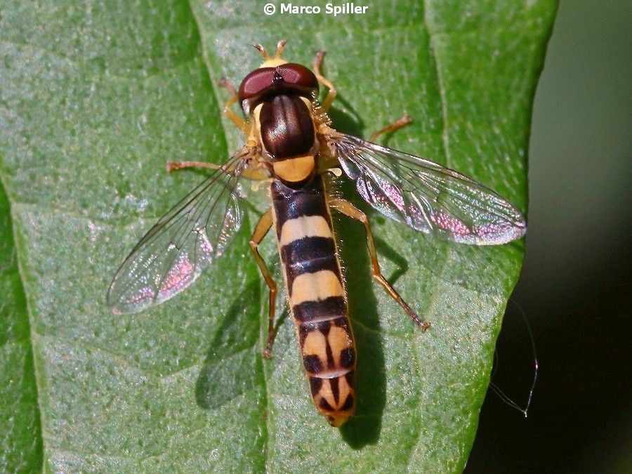 Syrphidae: Sphaerophoria scripta, maschio